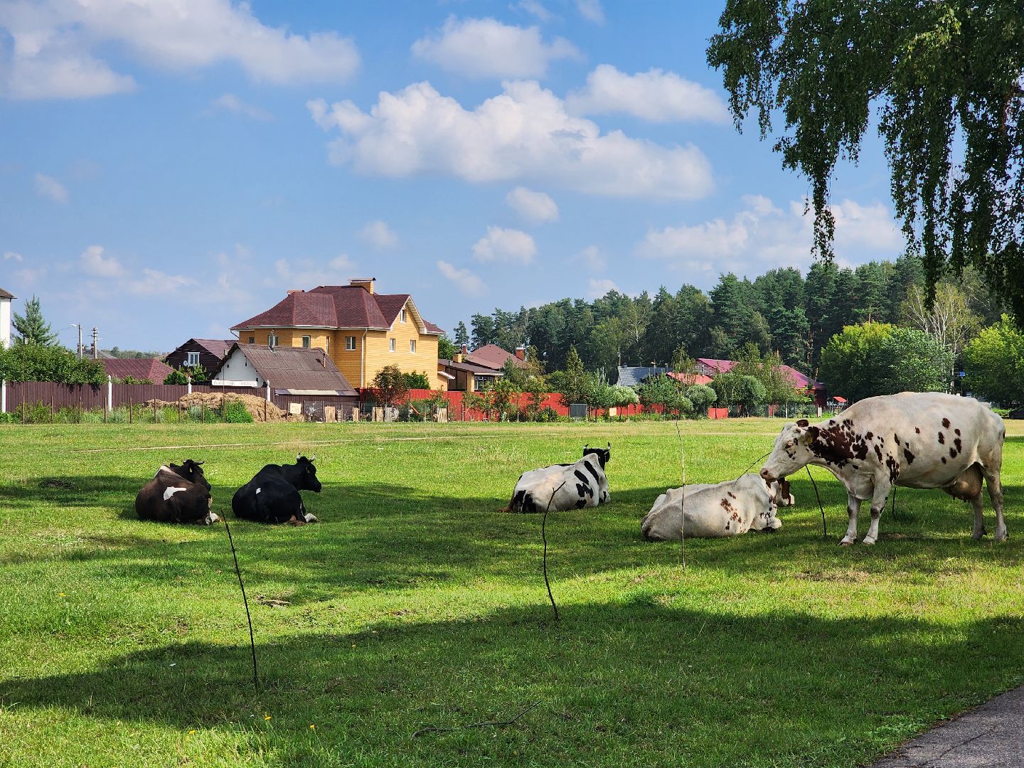Коровы, жара, погода, Кудиново, Богородский городской округ