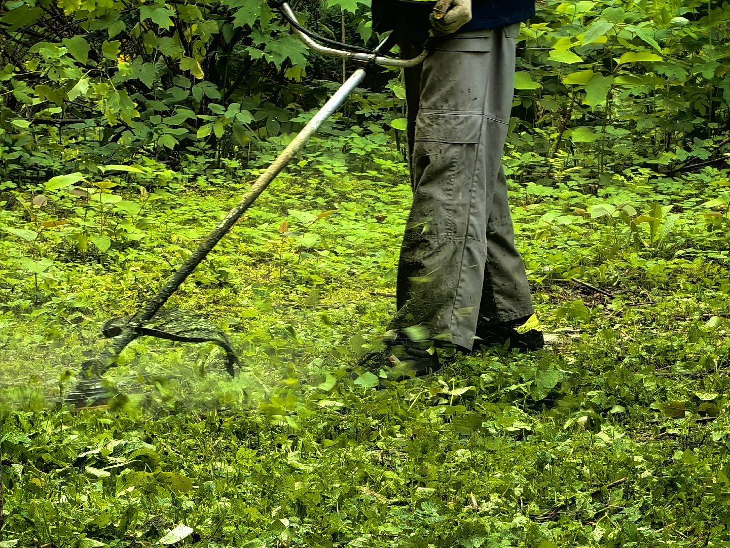 Газон, трава, стрижка, сквер, улица