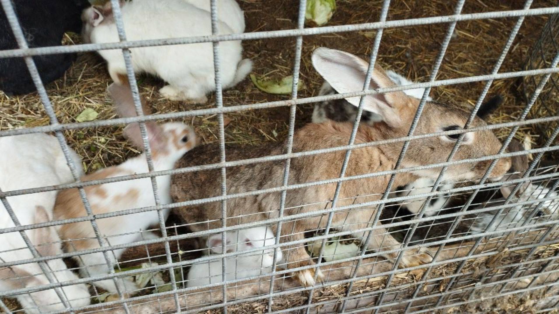 Подмосковье, Ивантеевка, дети