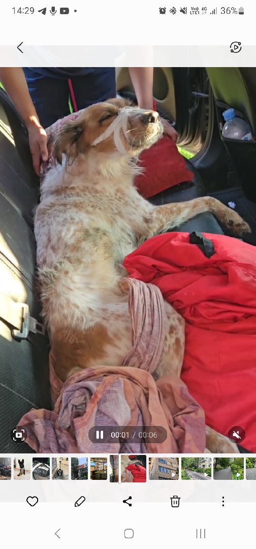 Подольск, зоозащитник, Айрапетян, собака, следствие, дело