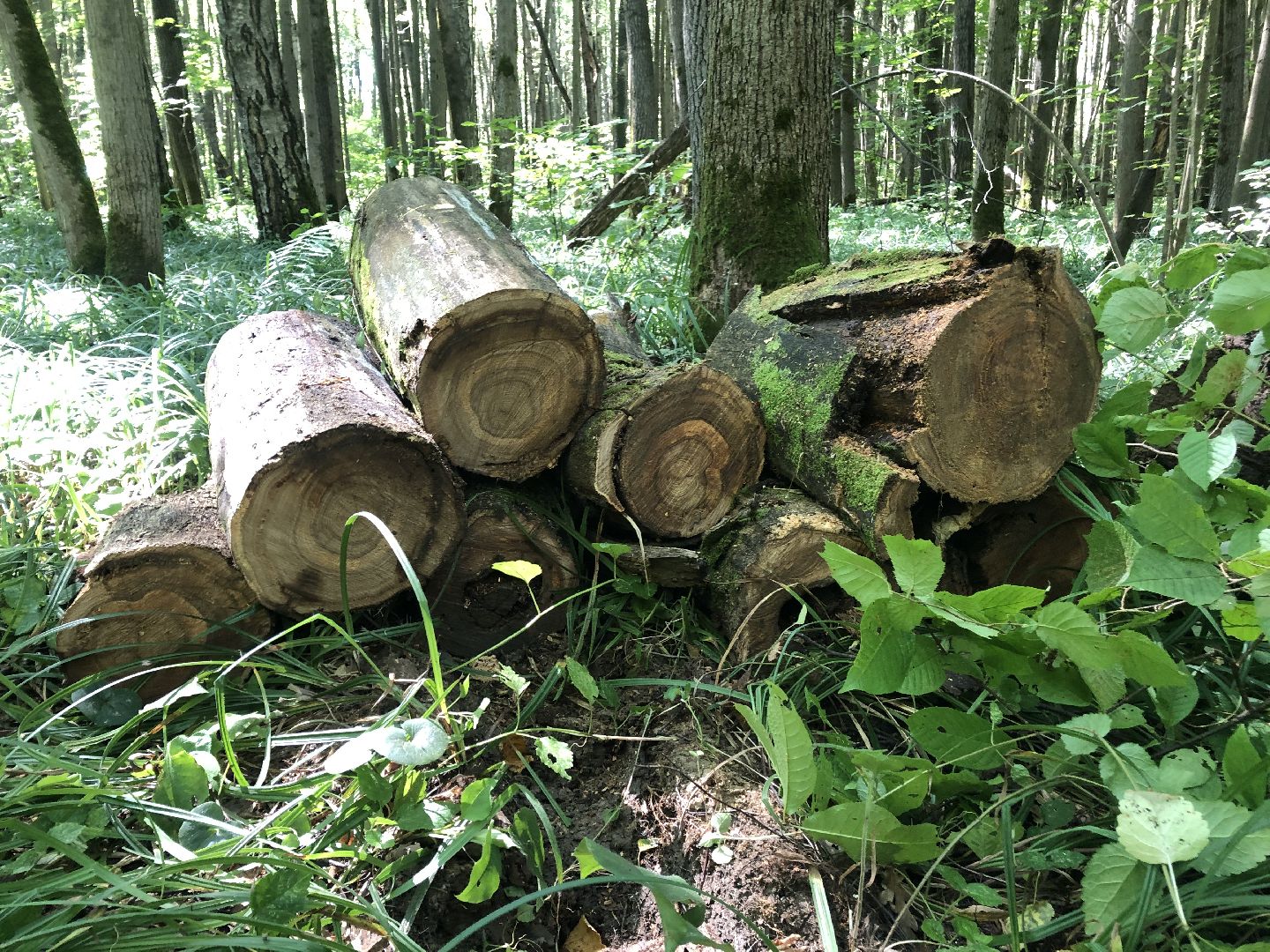 коломна, общество, природа