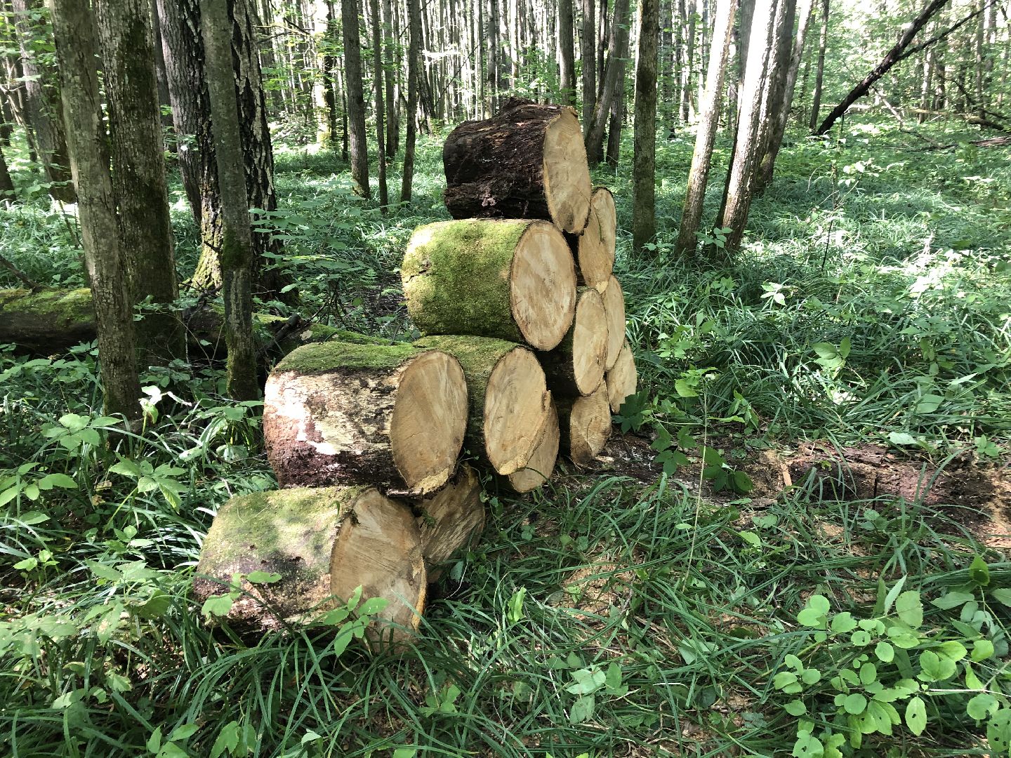 коломна, общество, природа