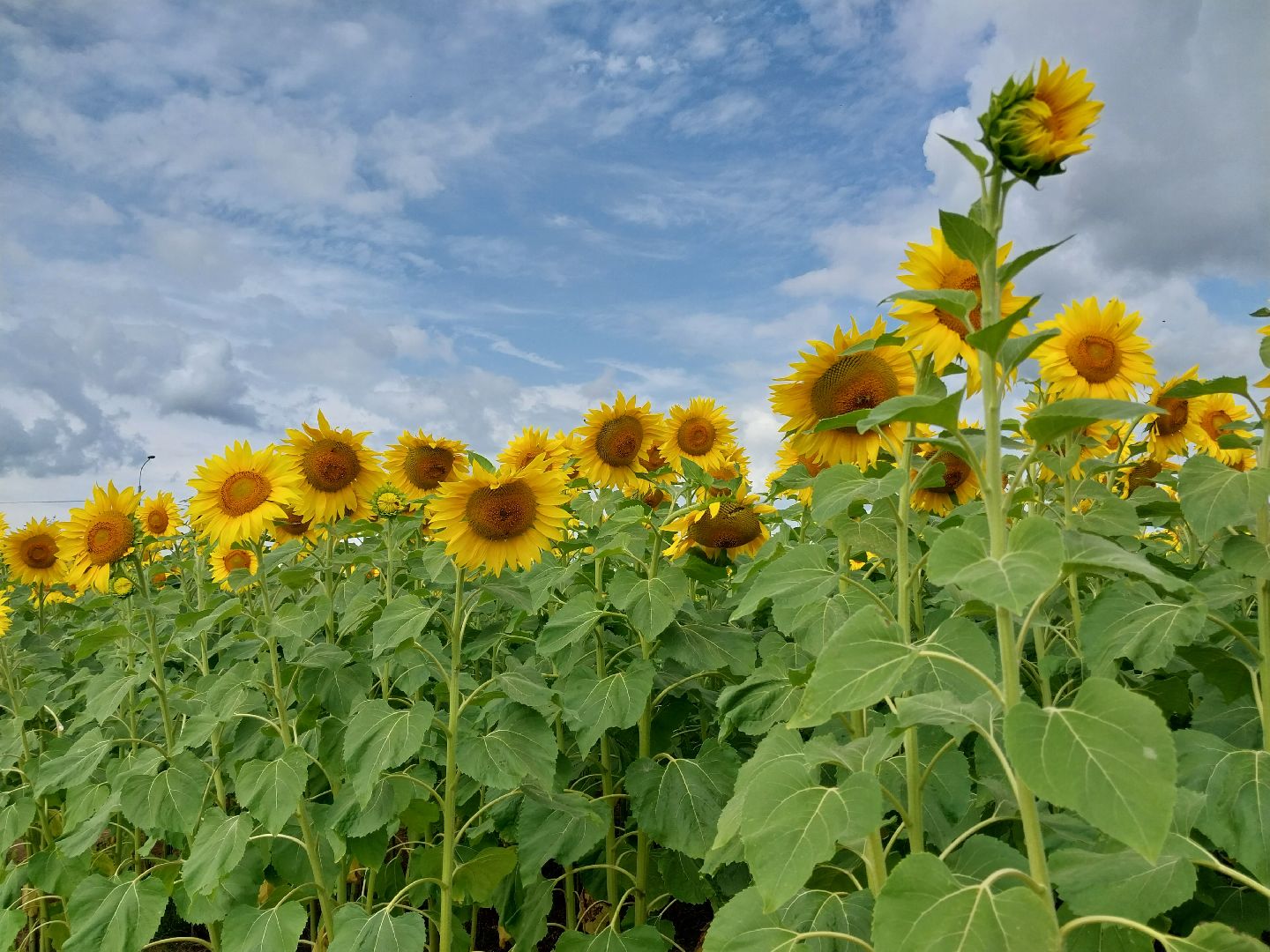 Коломна, подсолнух, подсолнечник