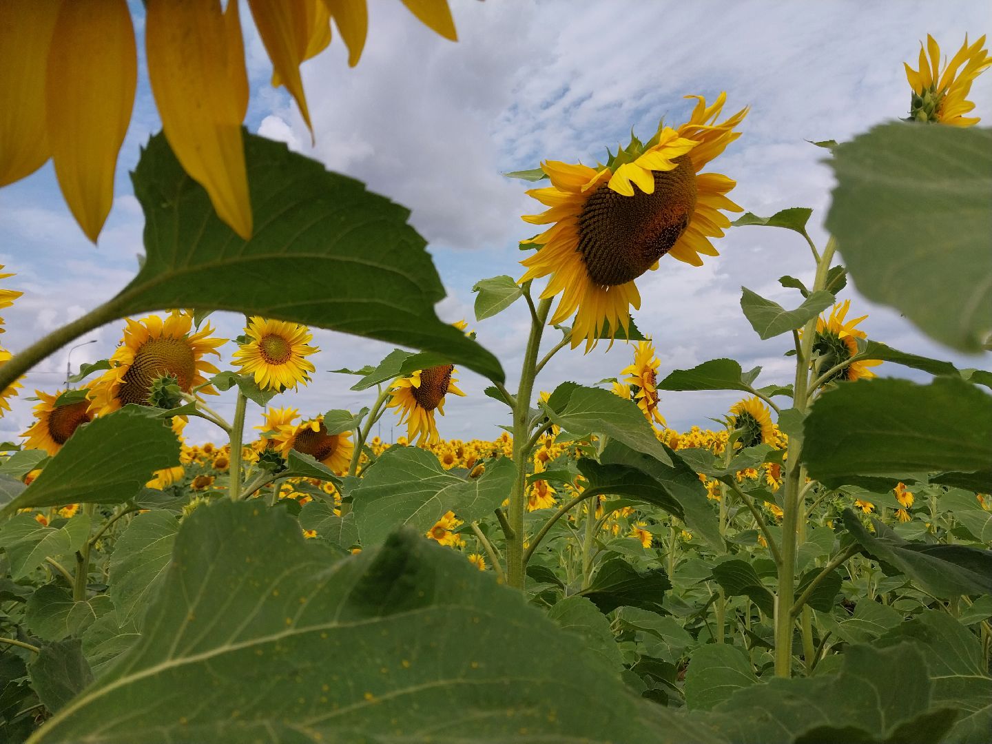 Коломна, подсолнух, подсолнечник