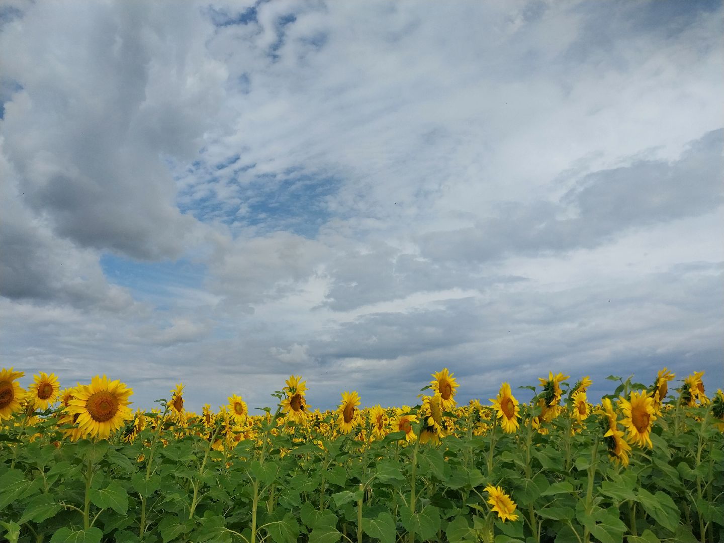 Коломна, подсолнух, подсолнечник