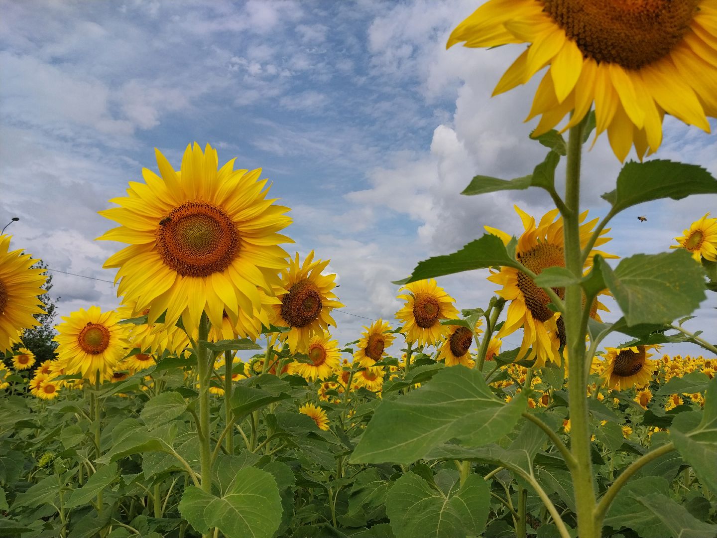 Коломна, подсолнух, подсолнечник