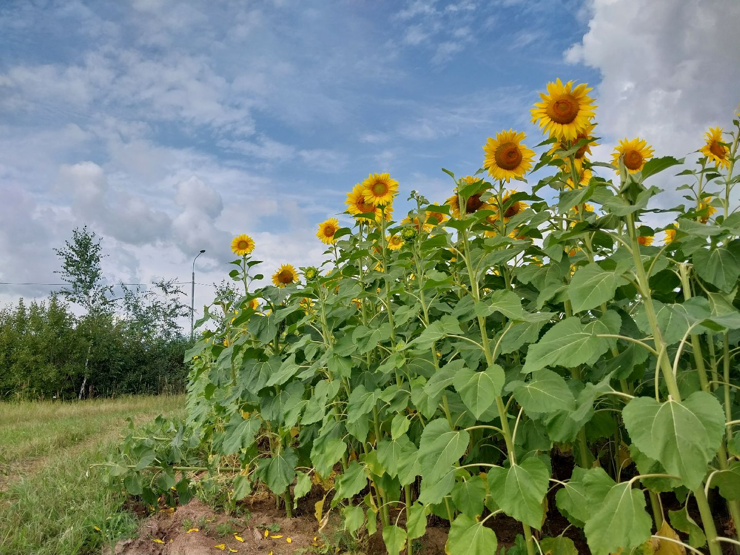 Коломна, подсолнух, подсолнечник