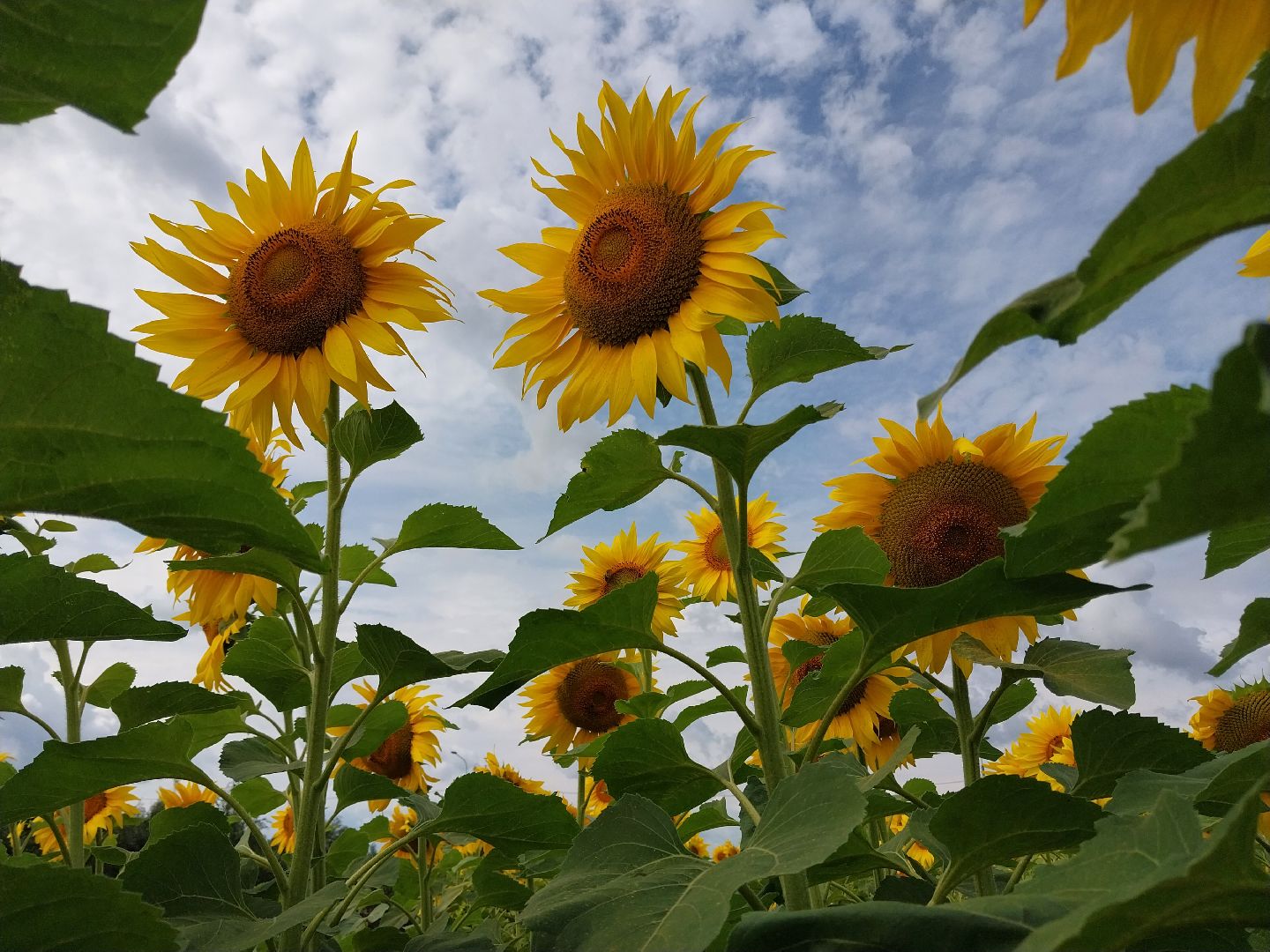 Коломна, подсолнух, подсолнечник