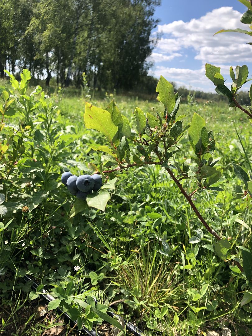 коломна, сельское хозяйство
