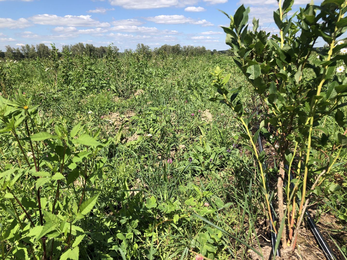 коломна, сельское хозяйство