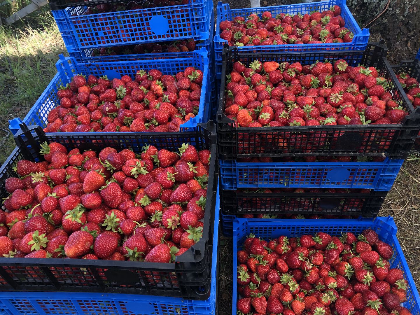 коломна, сельское хозяйство