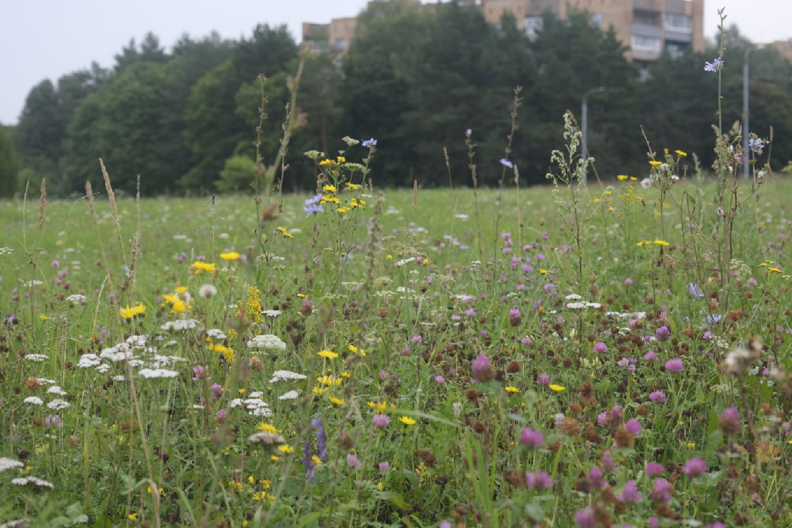 Пущино. экология