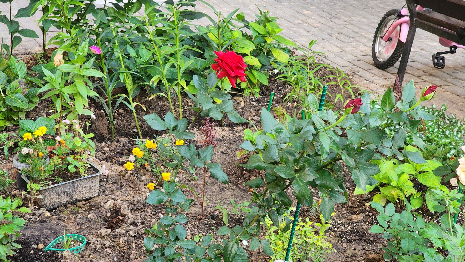 Долгопрудный, благоуйстройство, конкурс, цветник, хризантемы, розы