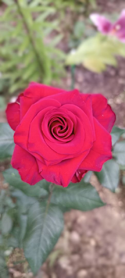 Долгопрудный, благоуйстройство, конкурс, цветник, хризантемы, розы