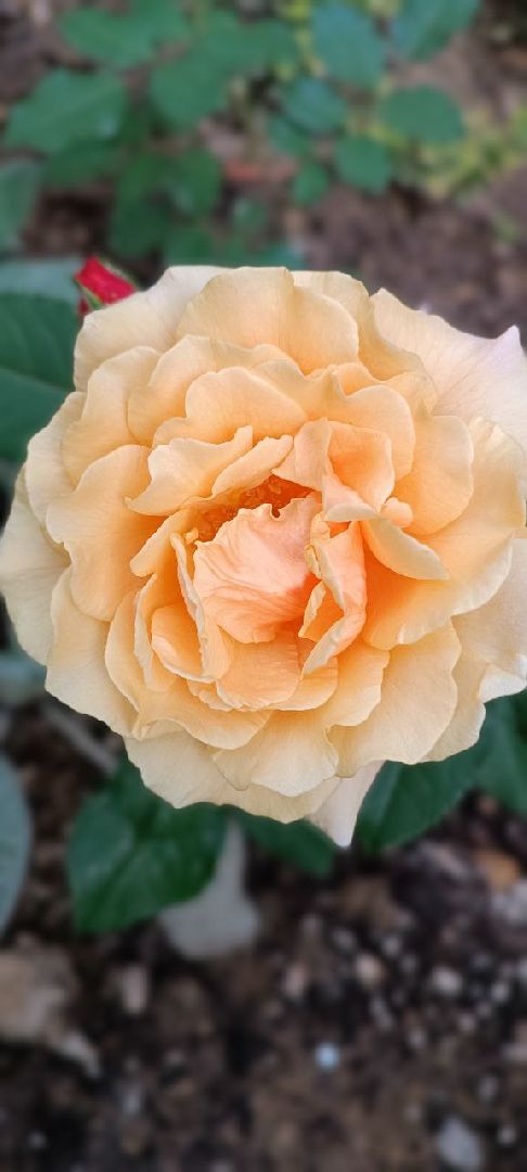 Долгопрудный, благоуйстройство, конкурс, цветник, хризантемы, розы