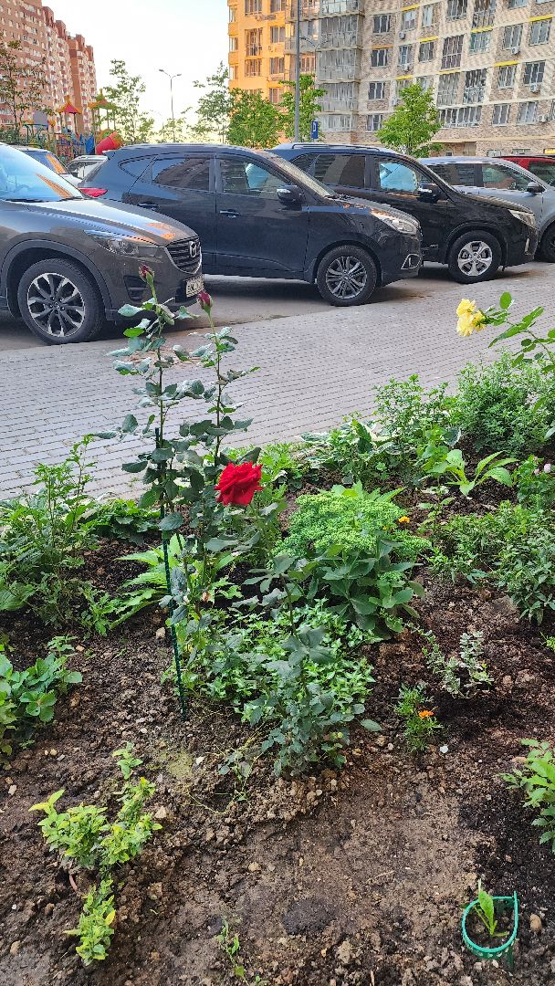 Долгопрудный, благоуйстройство, конкурс, цветник, хризантемы, розы