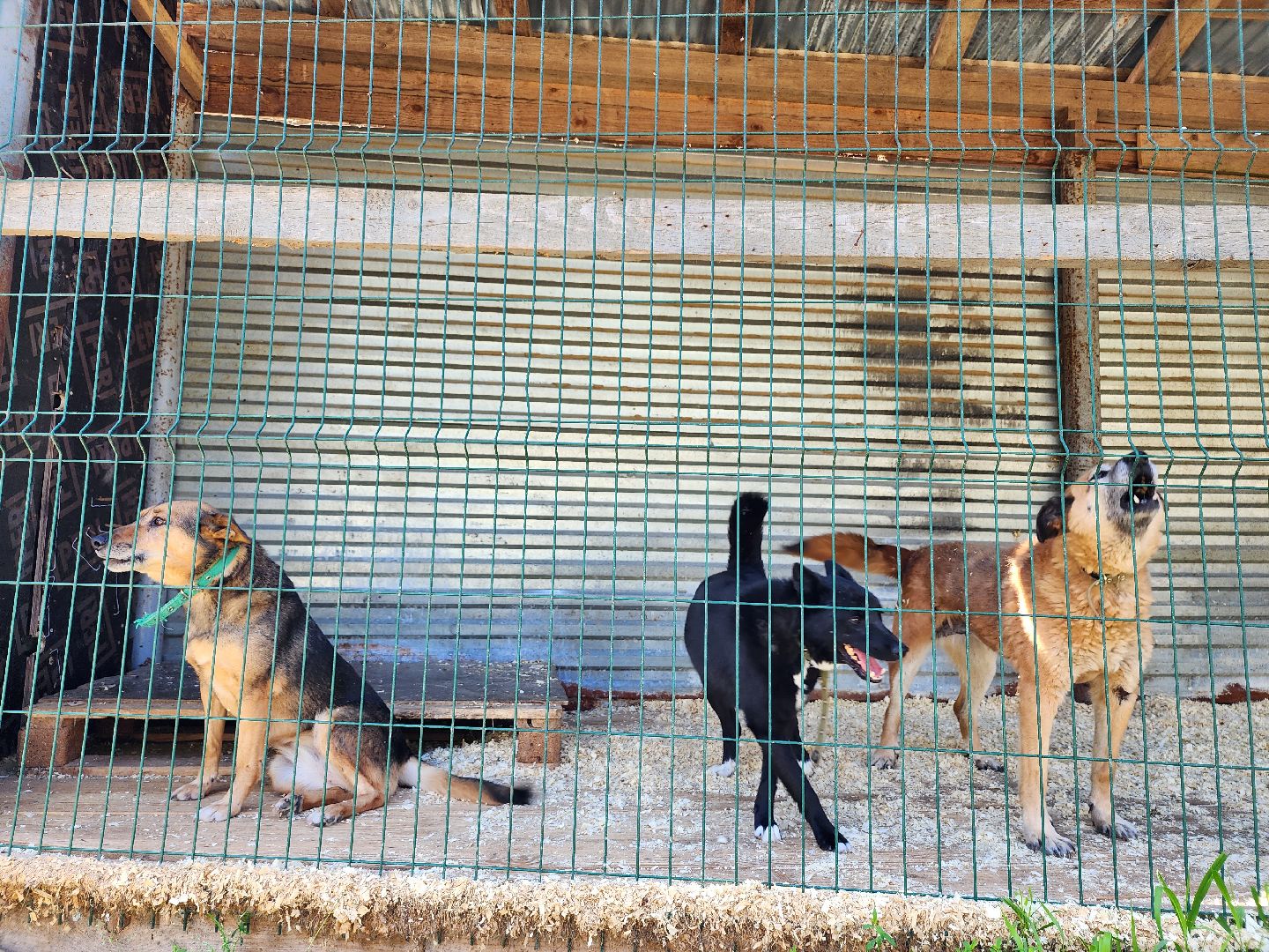 Приют, безнадзорные животные, собаки, Ногинск, Богородский городской округ