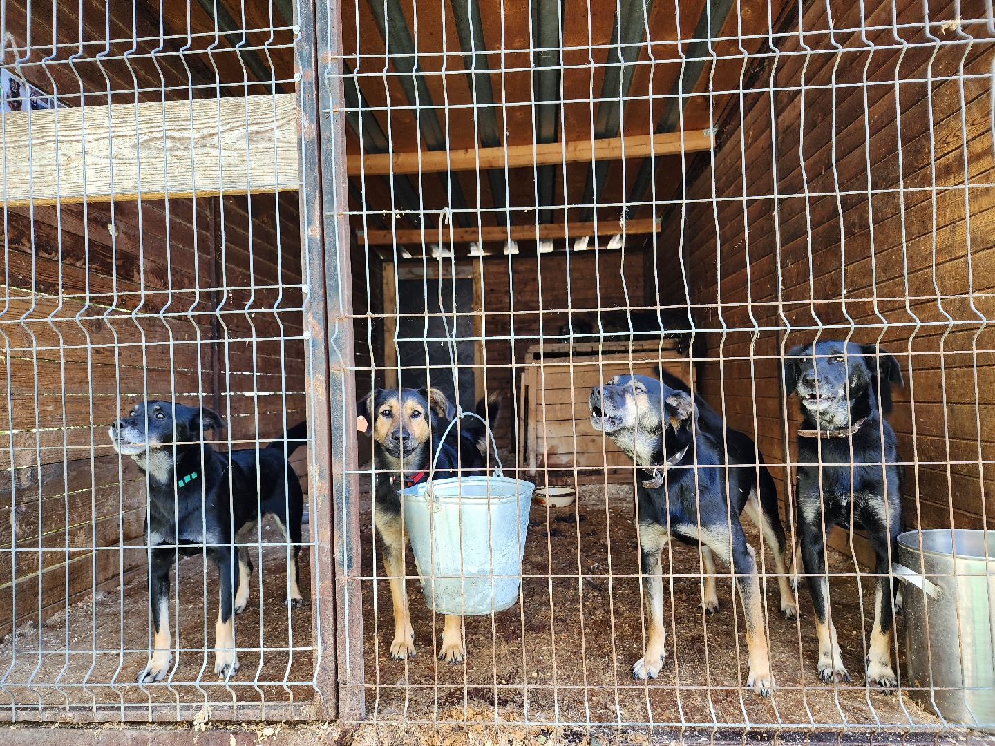 Приют, безнадзорные животные, собаки, Ногинск, Богородский городской округ