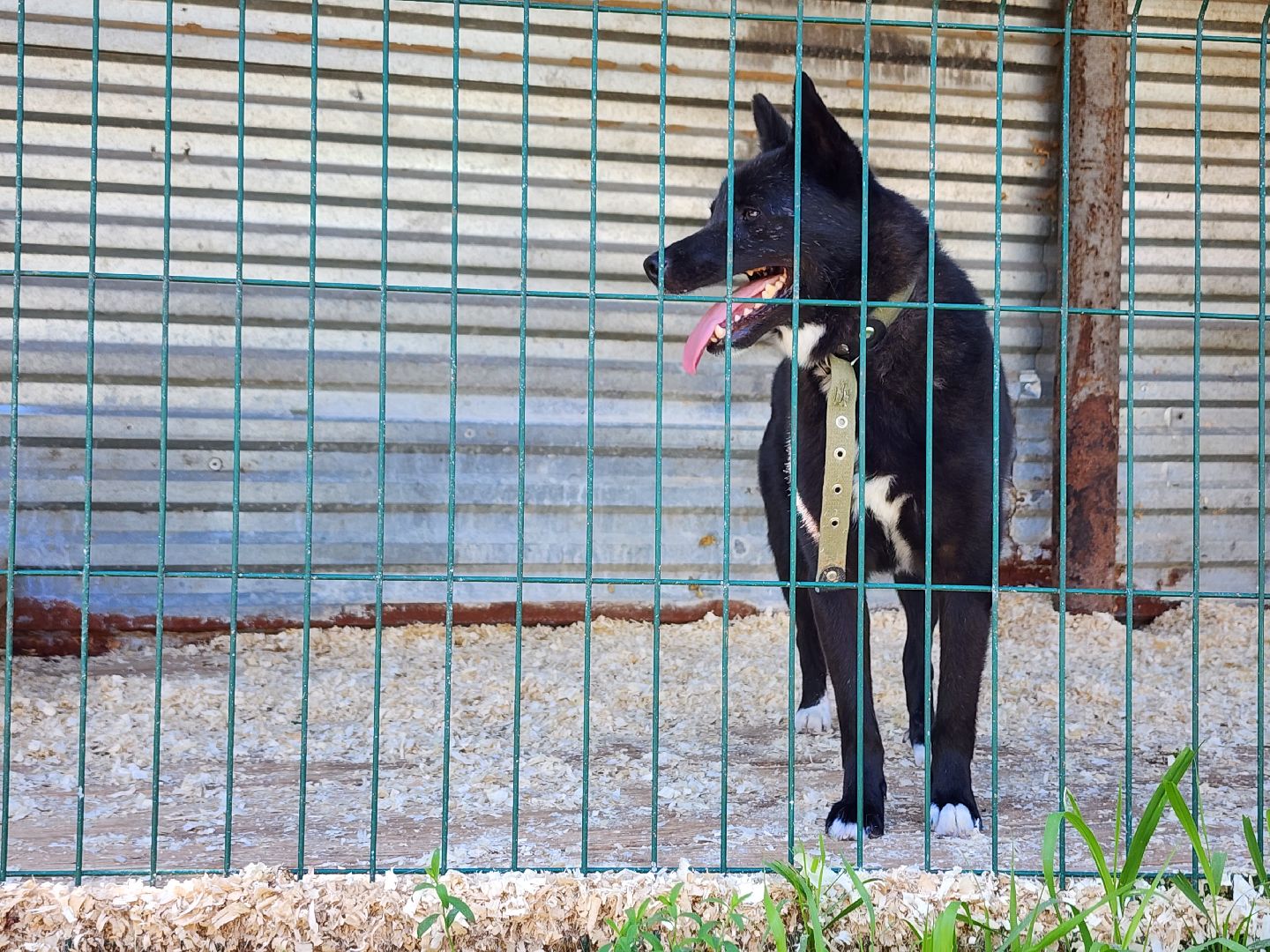 Приют, безнадзорные животные, собаки, Ногинск, Богородский городской округ