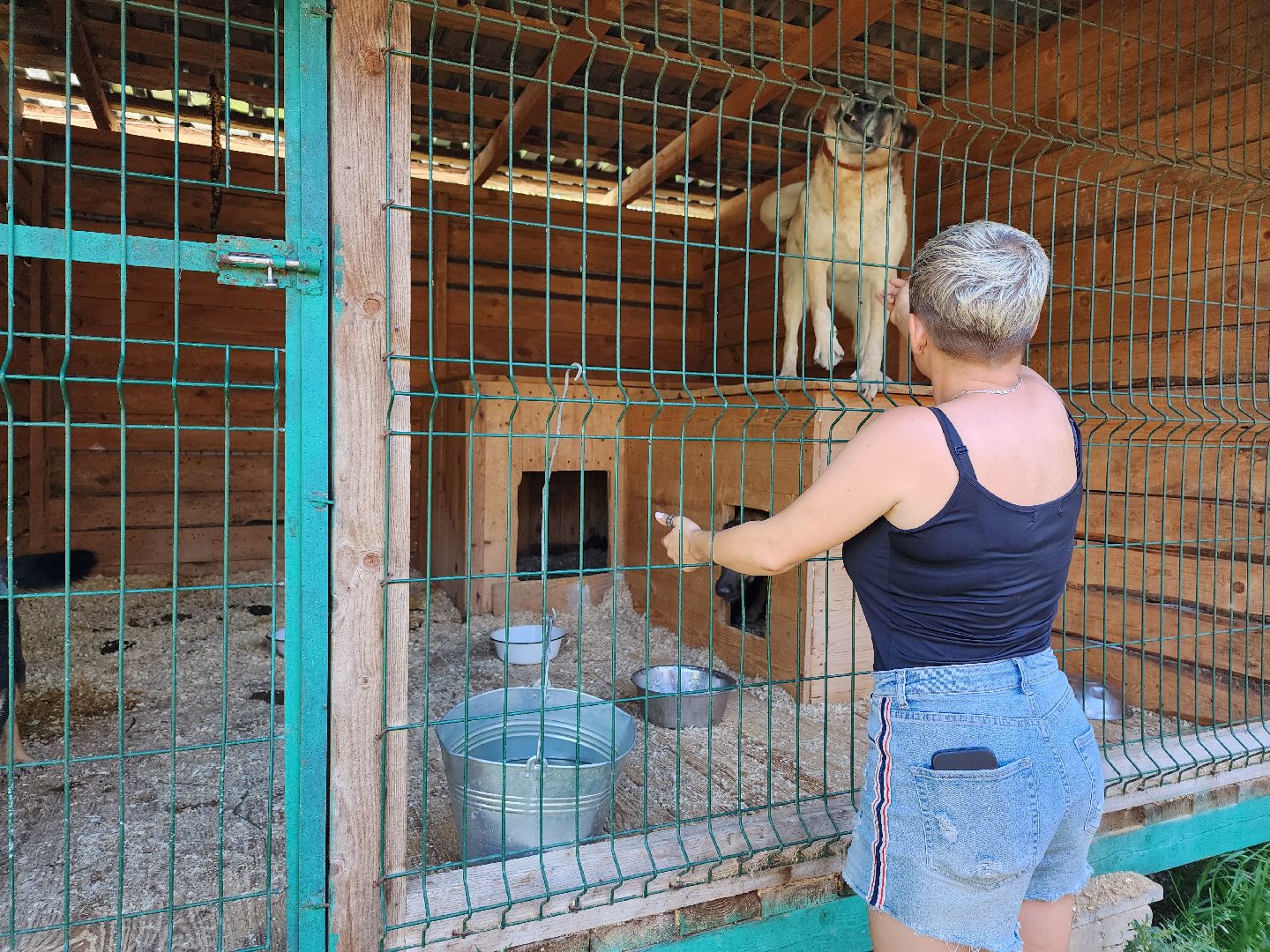 Приют, безнадзорные животные, собаки, Ногинск, Богородский городской округ
