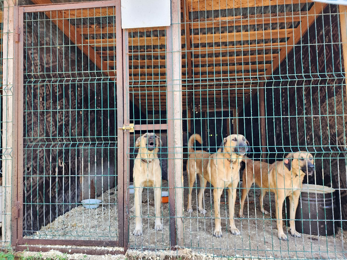 Приют, безнадзорные животные, собаки, Ногинск, Богородский городской округ