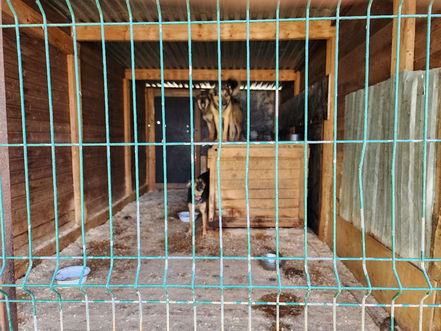 Приют, безнадзорные животные, собаки, Ногинск, Богородский городской округ