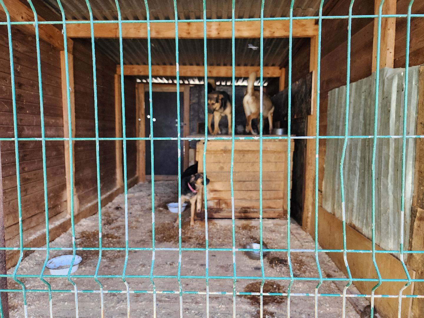 Приют, безнадзорные животные, собаки, Ногинск, Богородский городской округ