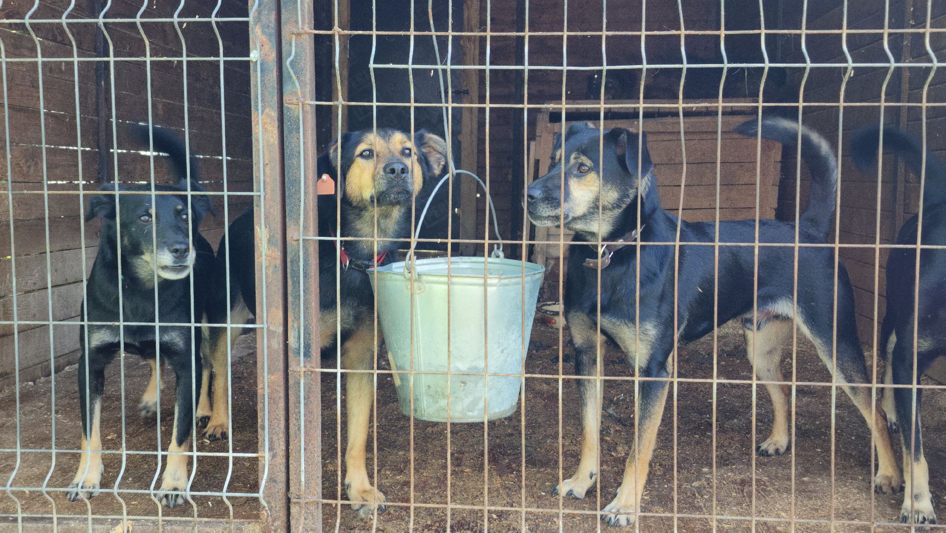 Приют, безнадзорные животные, собаки, Ногинск, Богородский городской округ