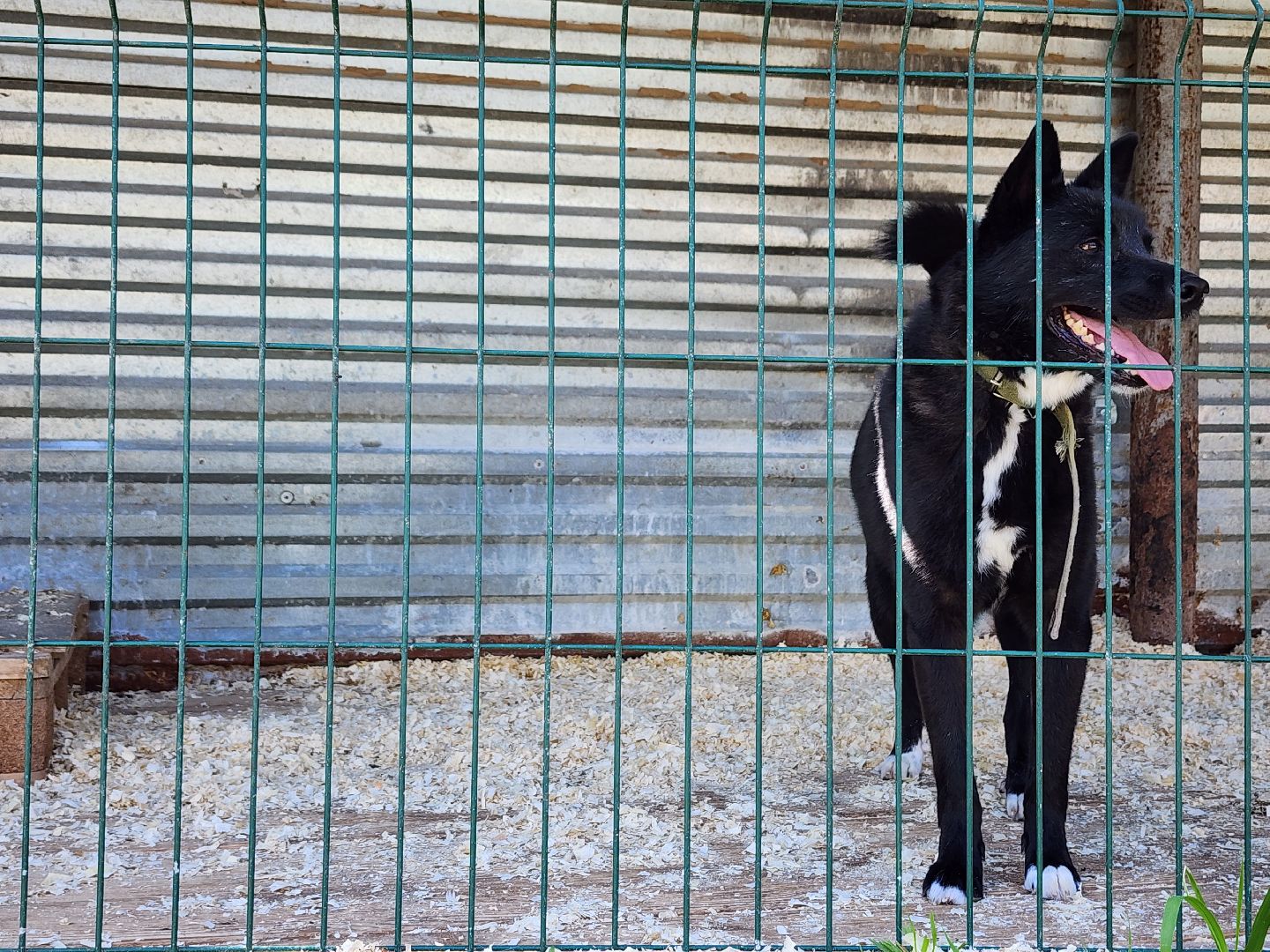 Приют, безнадзорные животные, собаки, Ногинск, Богородский городской округ