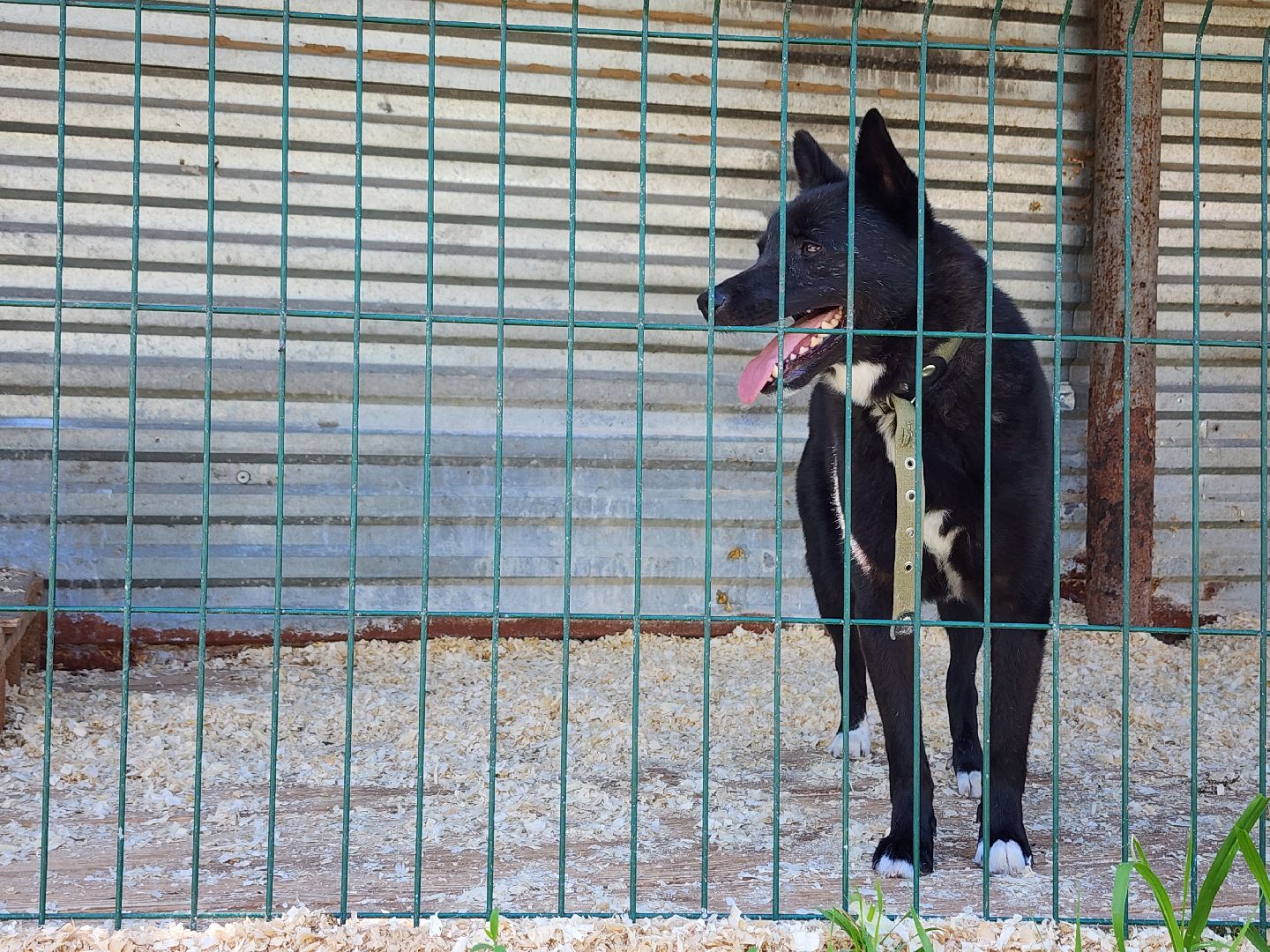 Приют, безнадзорные животные, собаки, Ногинск, Богородский городской округ