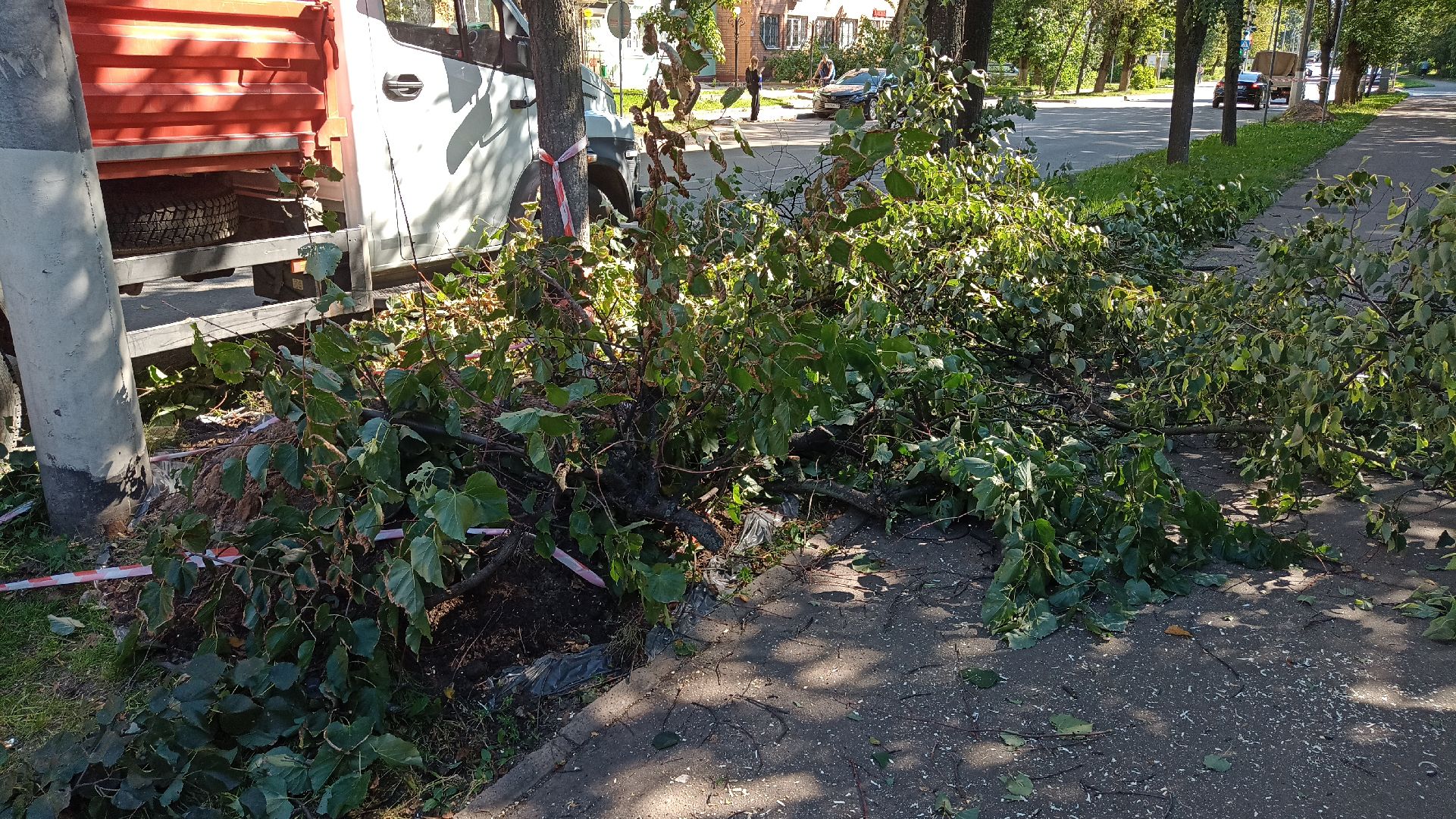 Реутов, благоустройство, тополя, торсада, фонари