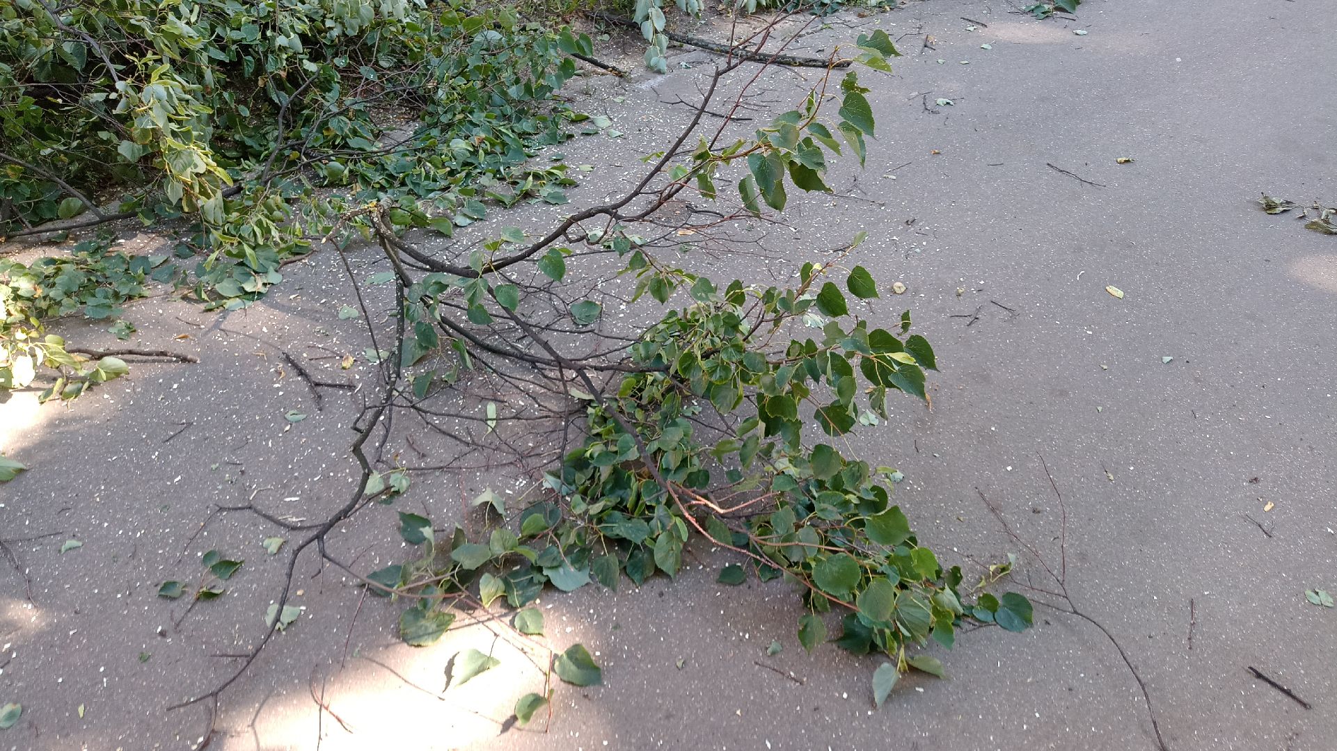 Реутов, благоустройство, тополя, торсада, фонари