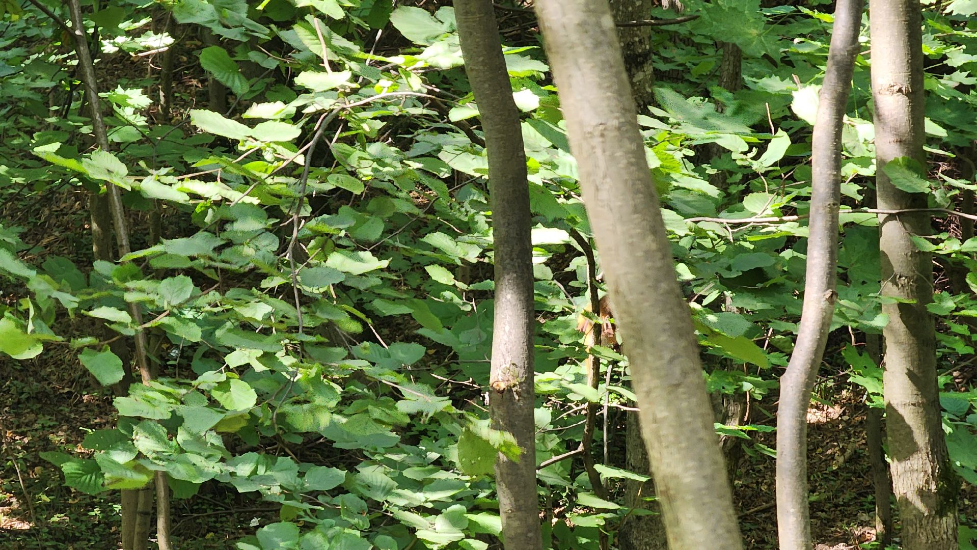 Ступино, парки подмосковья, парк Островского