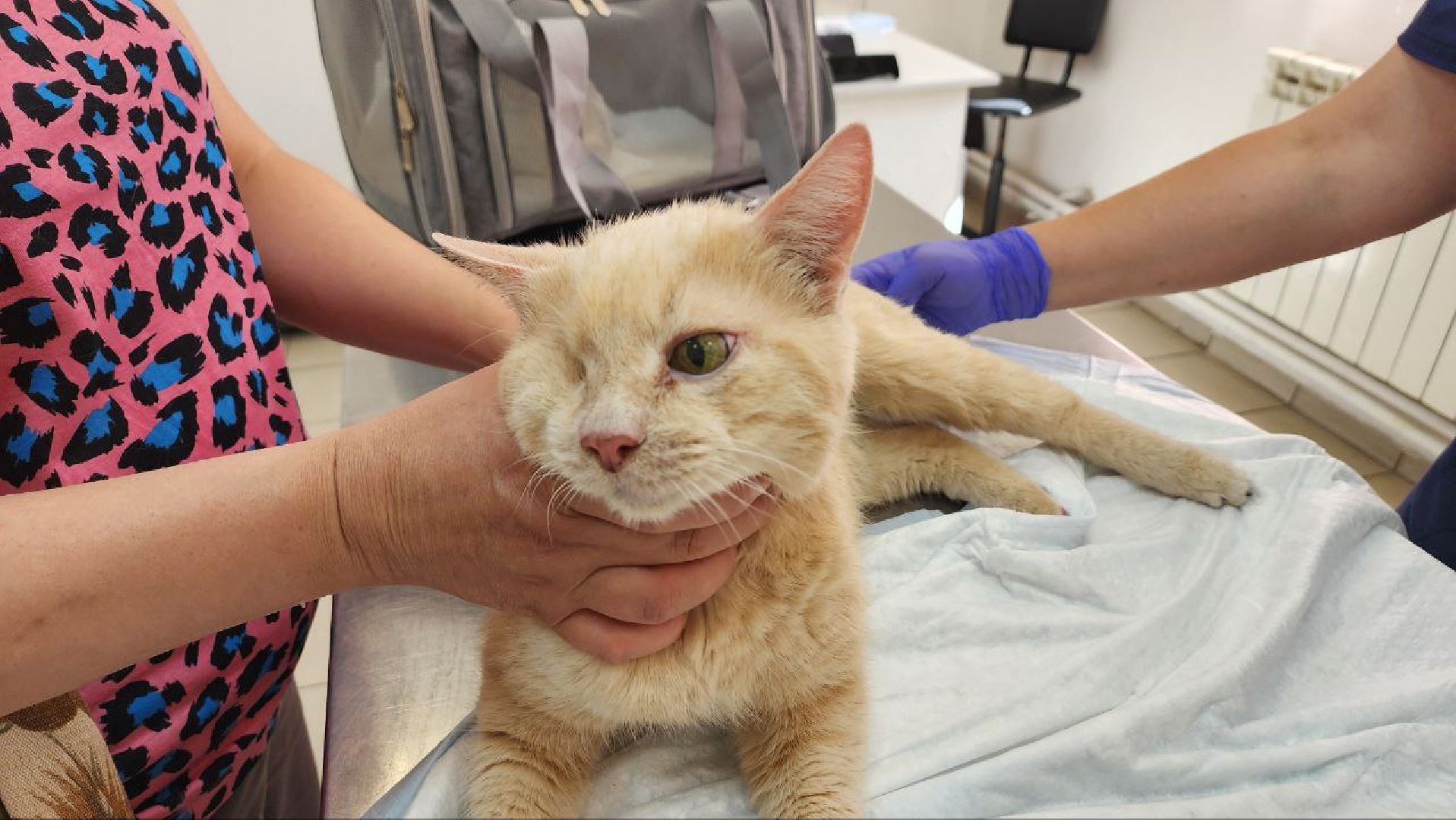 Дмитров, Ветстанция, Минсельхоз