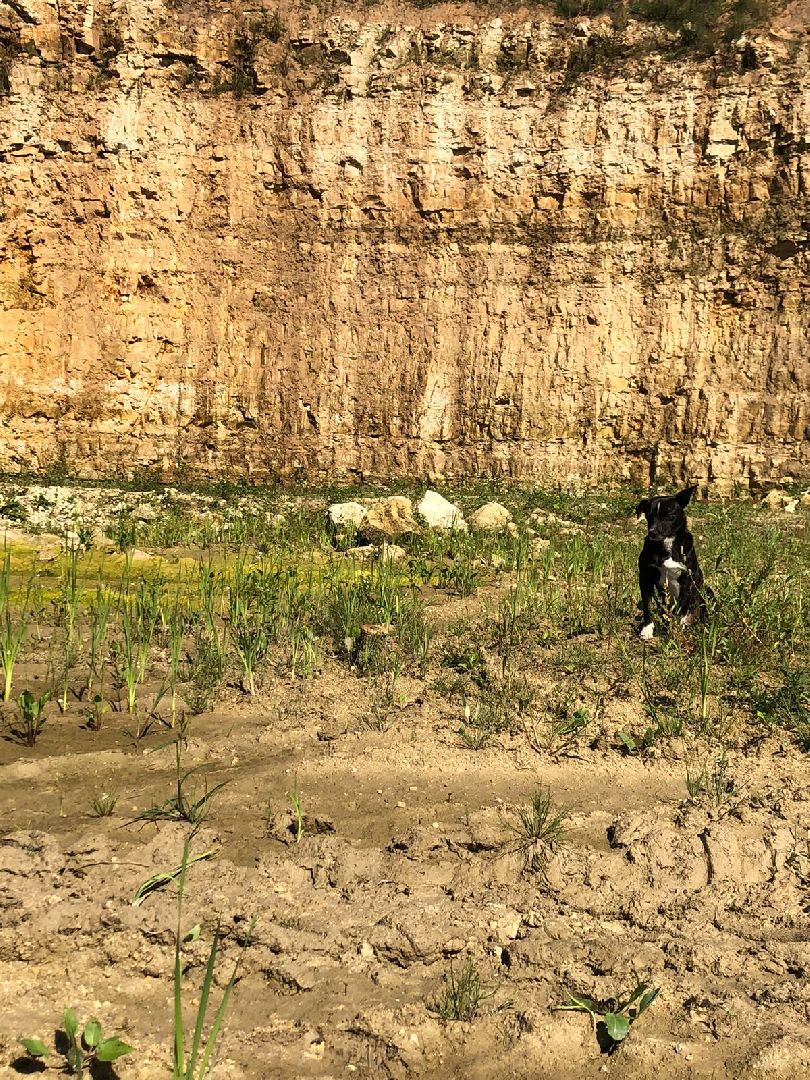 Домодедово, карьер, раскопки, археологи, палеонтологи, геология, экскурсия