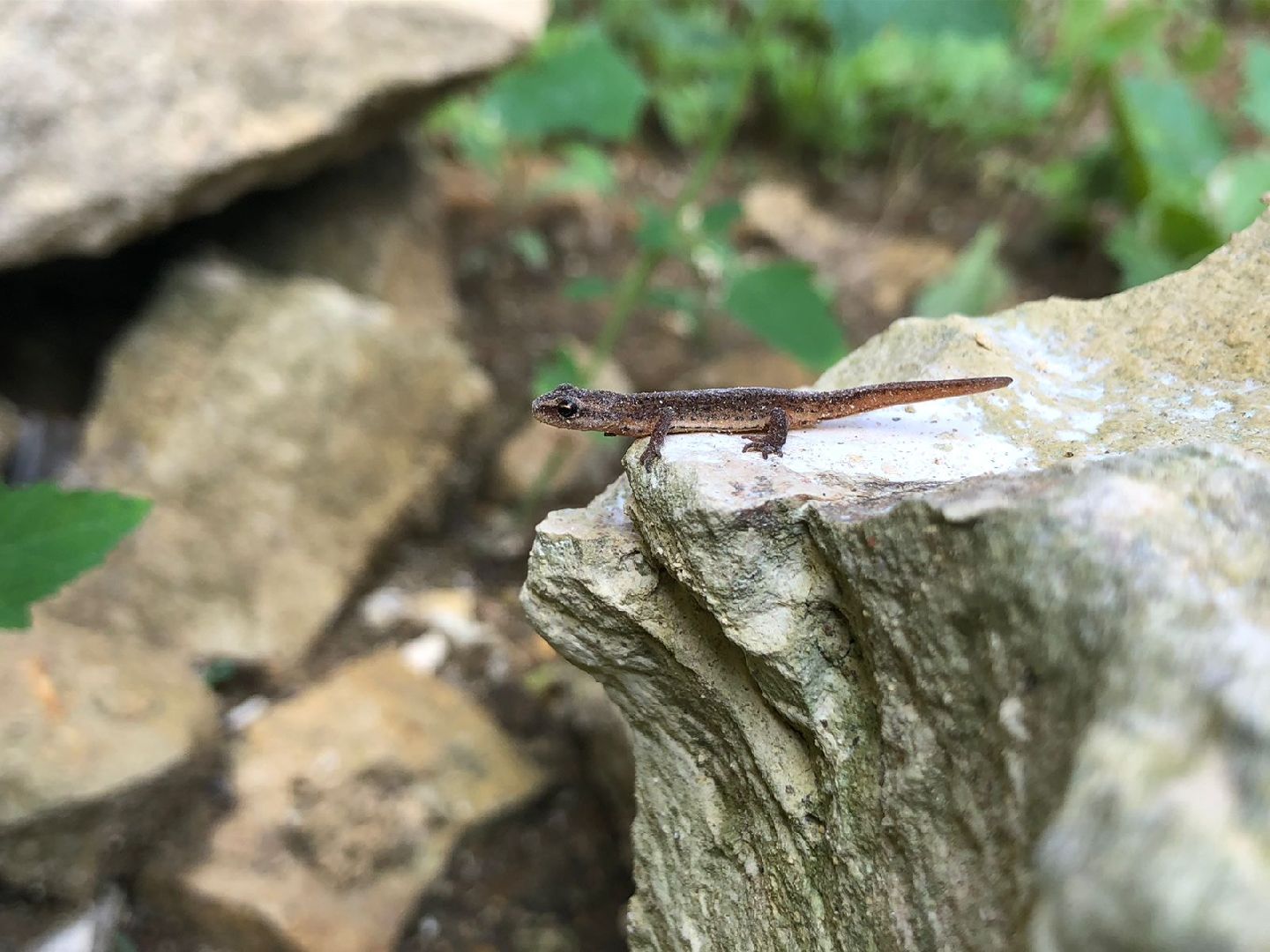Домодедово, карьер, раскопки, археологи, палеонтологи, геология, экскурсия