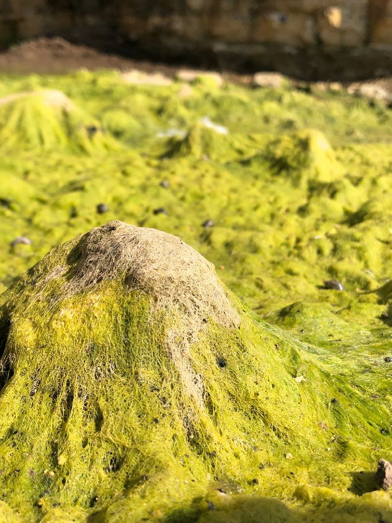 Домодедово, карьер, раскопки, археологи, палеонтологи, геология, экскурсия