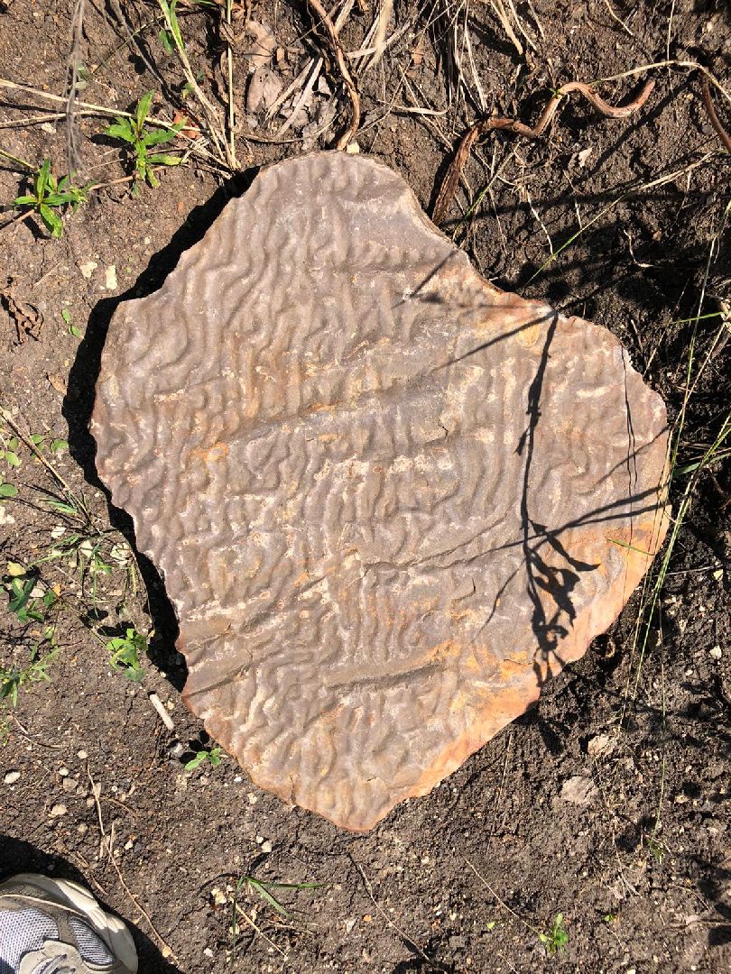 Домодедово, карьер, раскопки, археологи, палеонтологи, геология, экскурсия