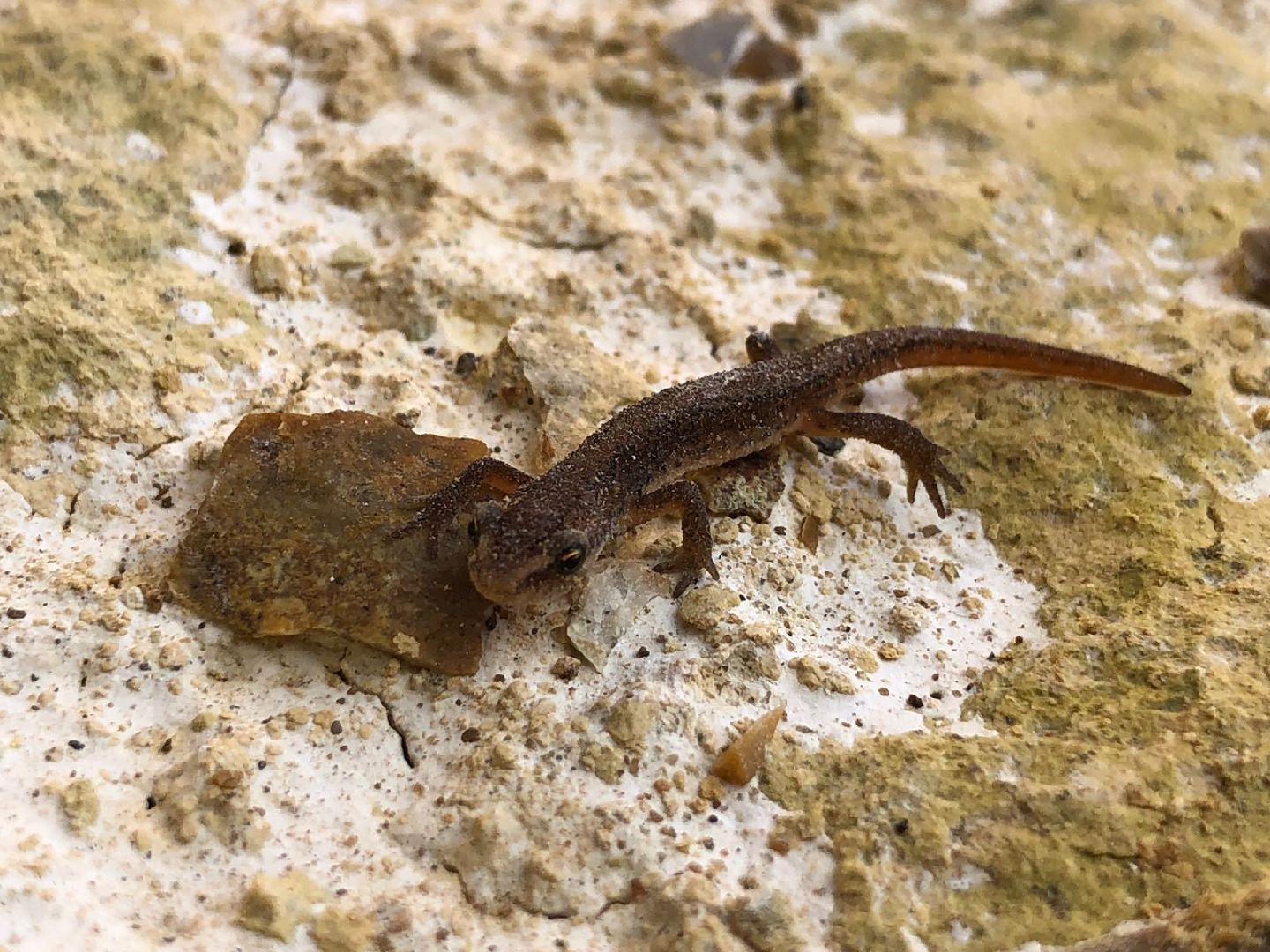 Домодедово, карьер, раскопки, археологи, палеонтологи, геология, экскурсия