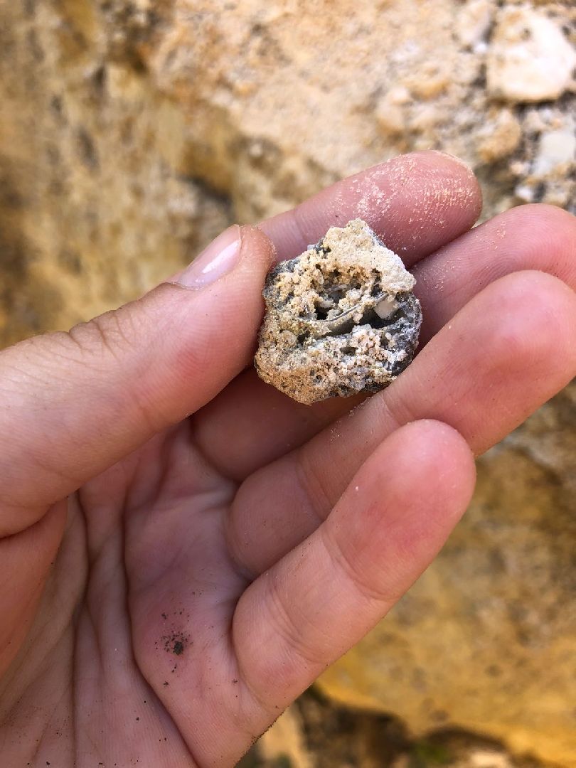 Домодедово, карьер, раскопки, археологи, палеонтологи, геология, экскурсия