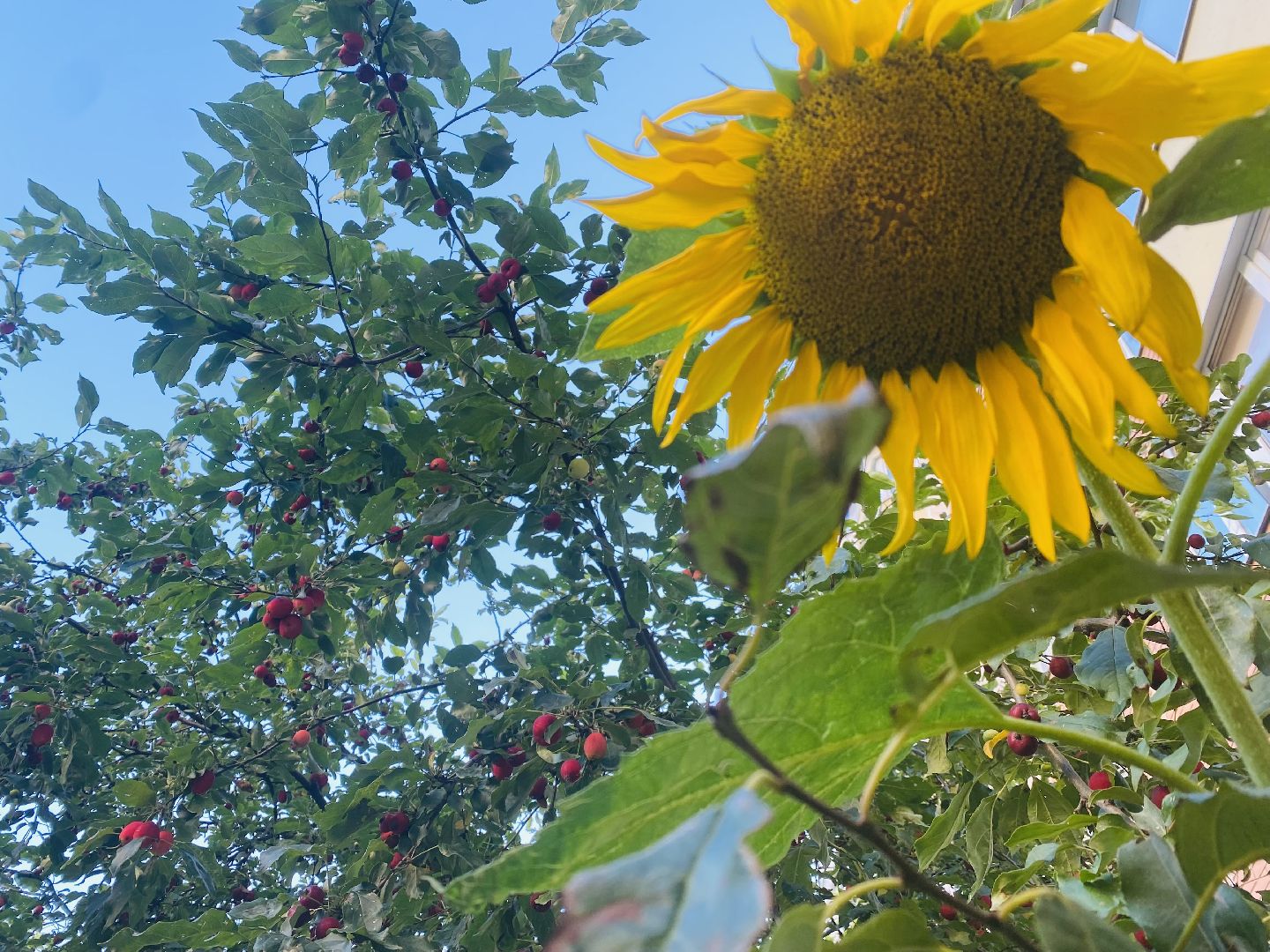 Домодедово, лучшая клумба, конкурс цветов, благоустройство, озеленение двора