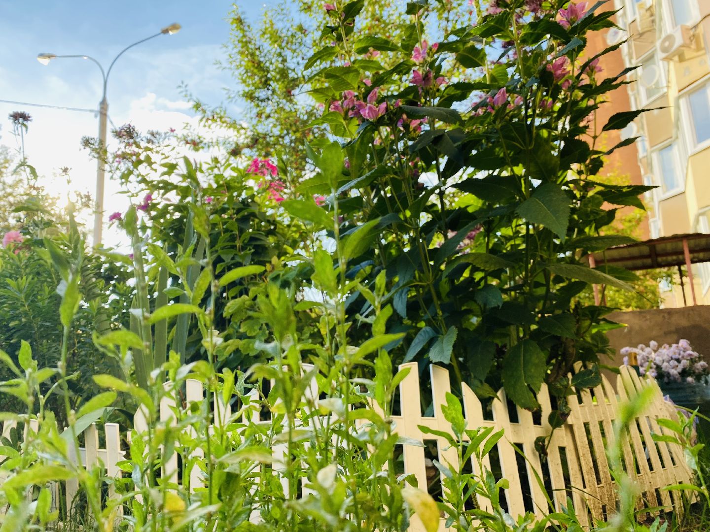 Домодедово, лучшая клумба, конкурс цветов, благоустройство, озеленение двора