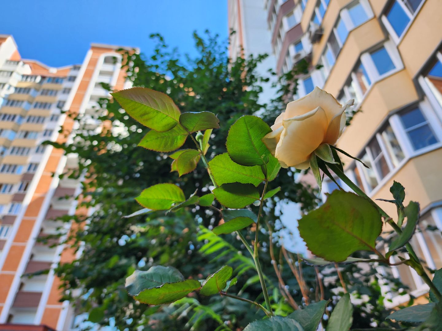 Домодедово, лучшая клумба, конкурс цветов, благоустройство, озеленение двора