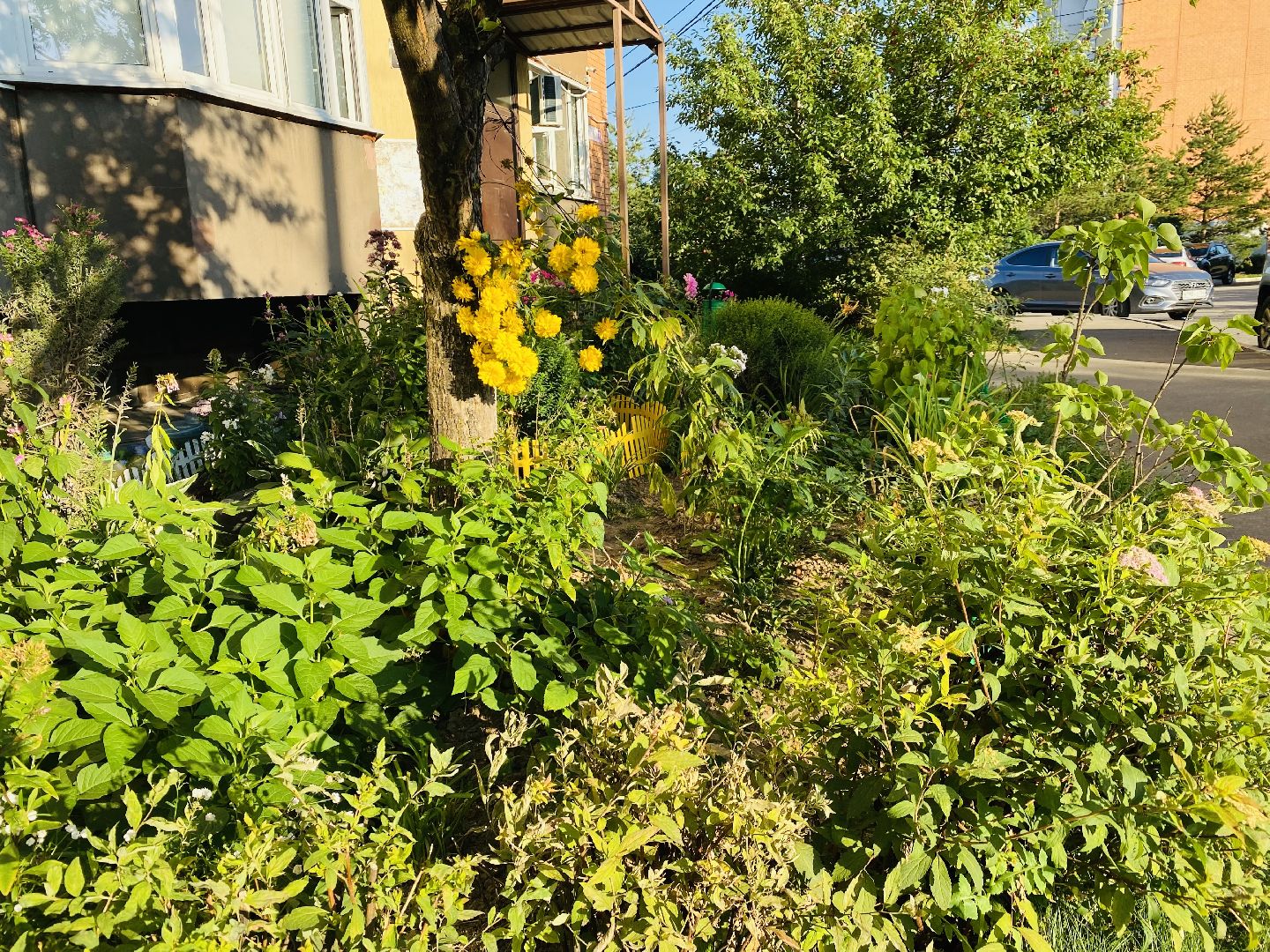 Домодедово, лучшая клумба, конкурс цветов, благоустройство, озеленение двора