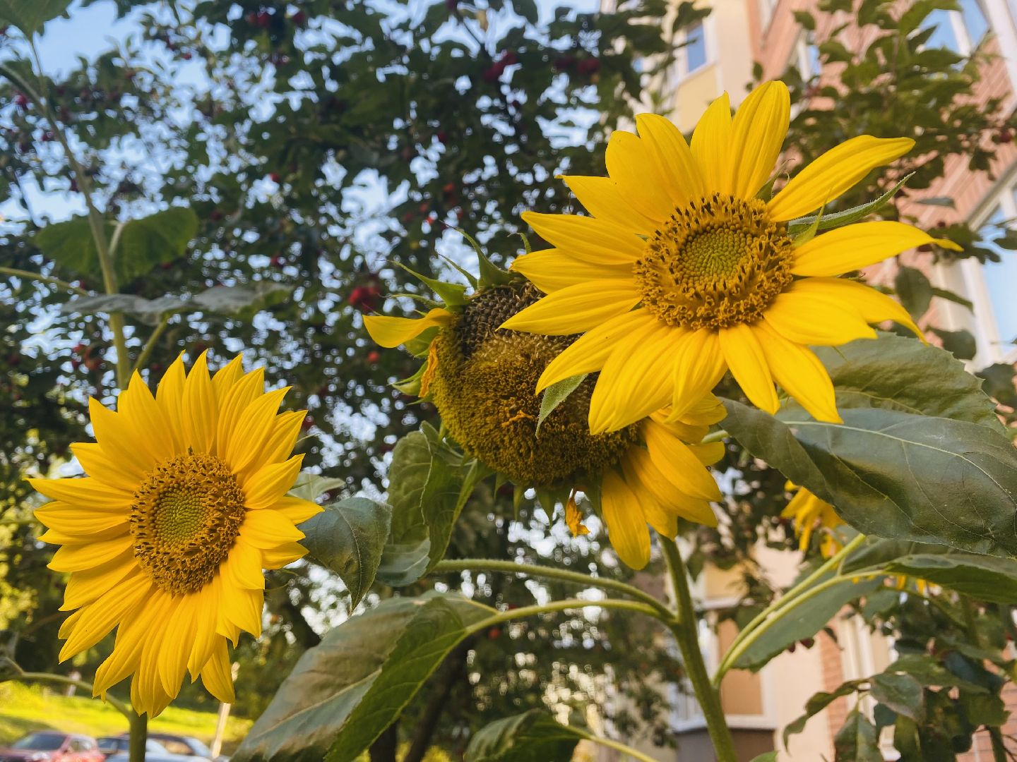 Домодедово, лучшая клумба, конкурс цветов, благоустройство, озеленение двора