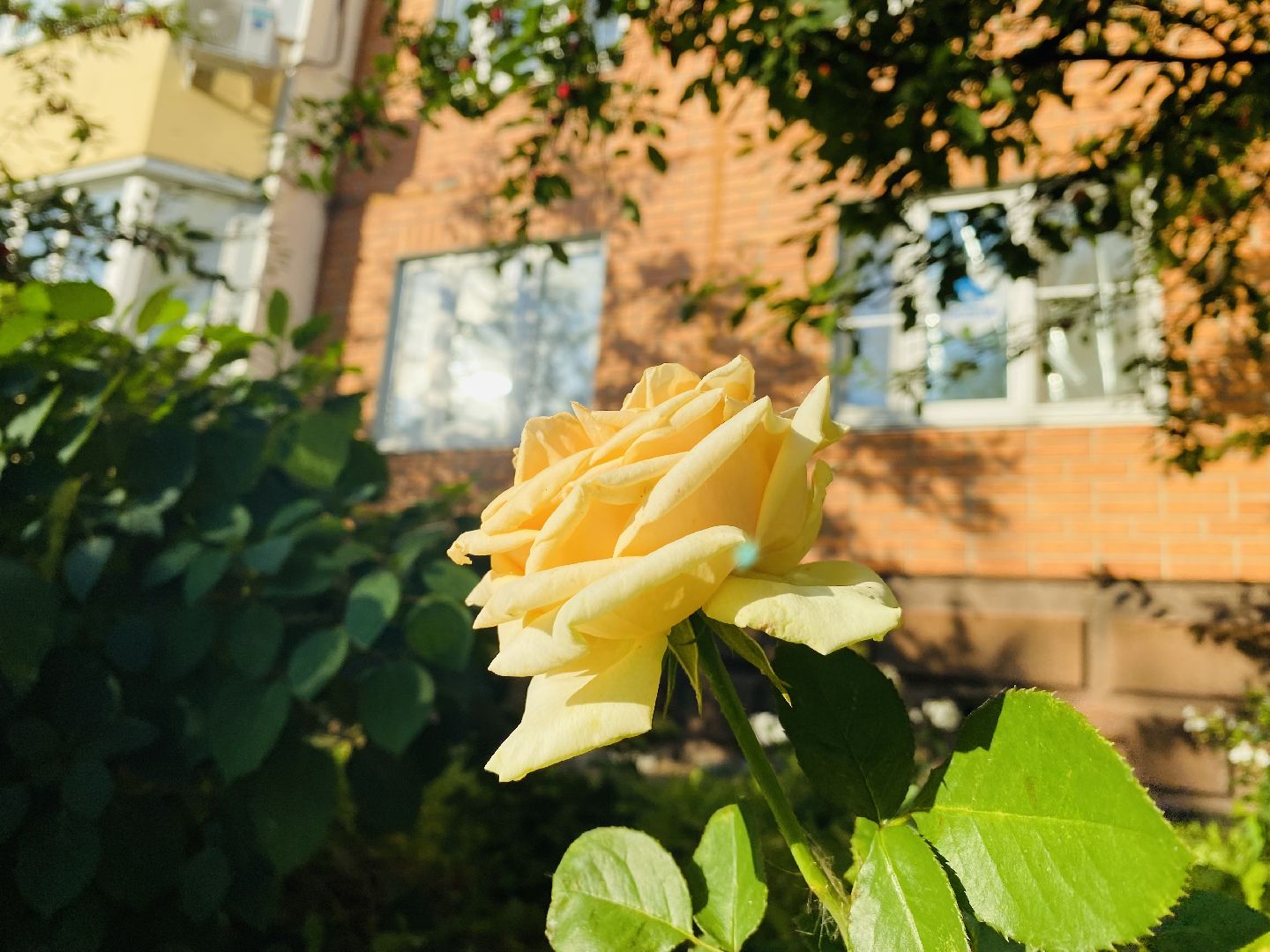 Домодедово, лучшая клумба, конкурс цветов, благоустройство, озеленение двора