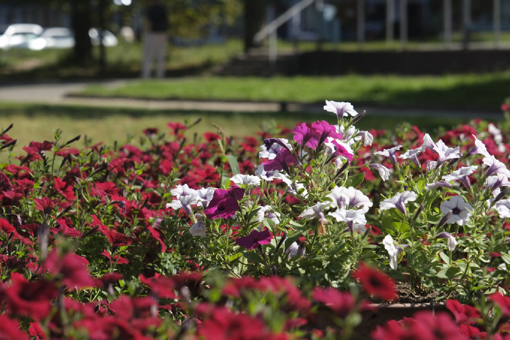 Пущино, цветы,