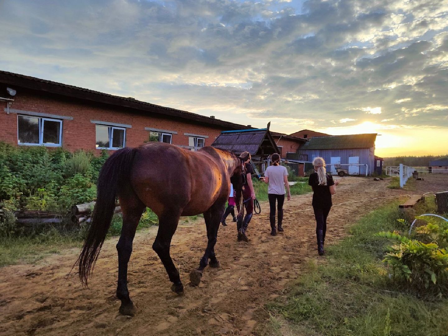 Воскресенск, лошади, животные