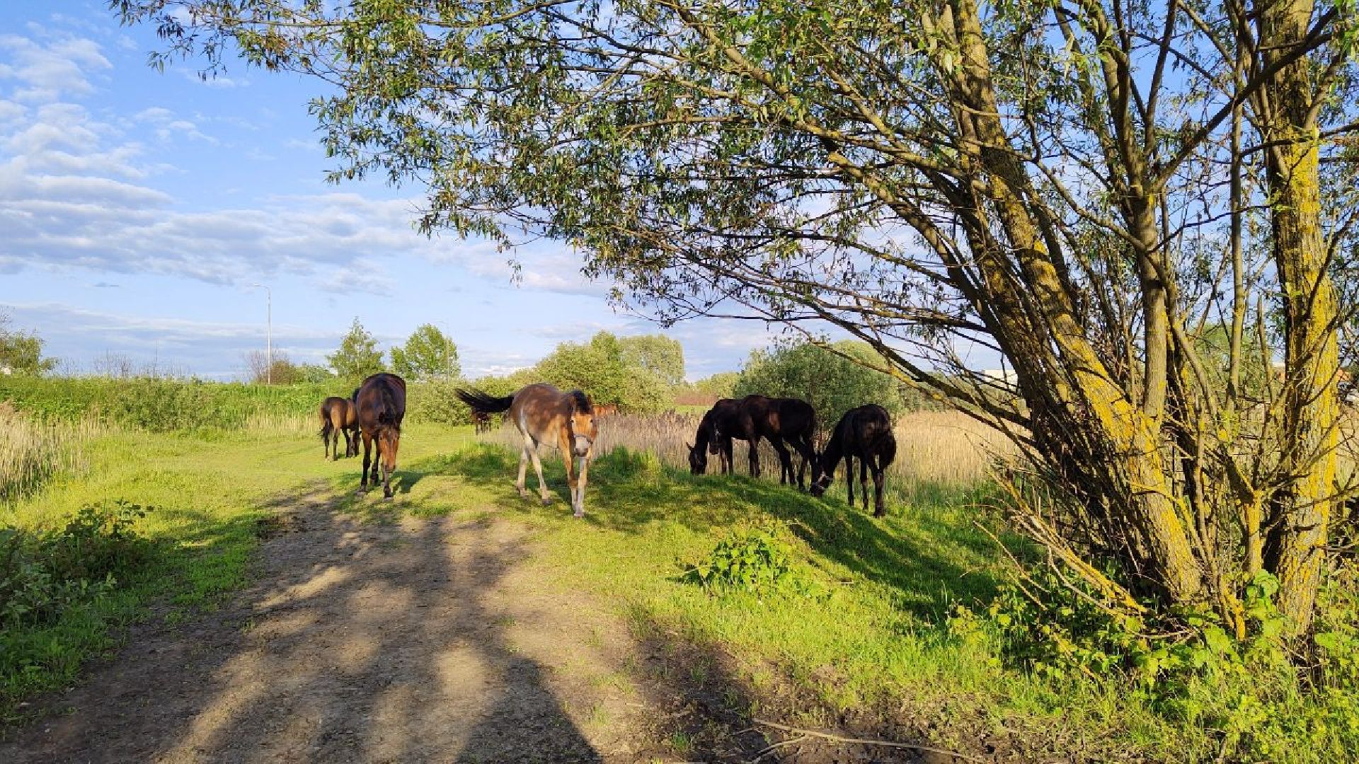 Воскресенск, лошади, животные