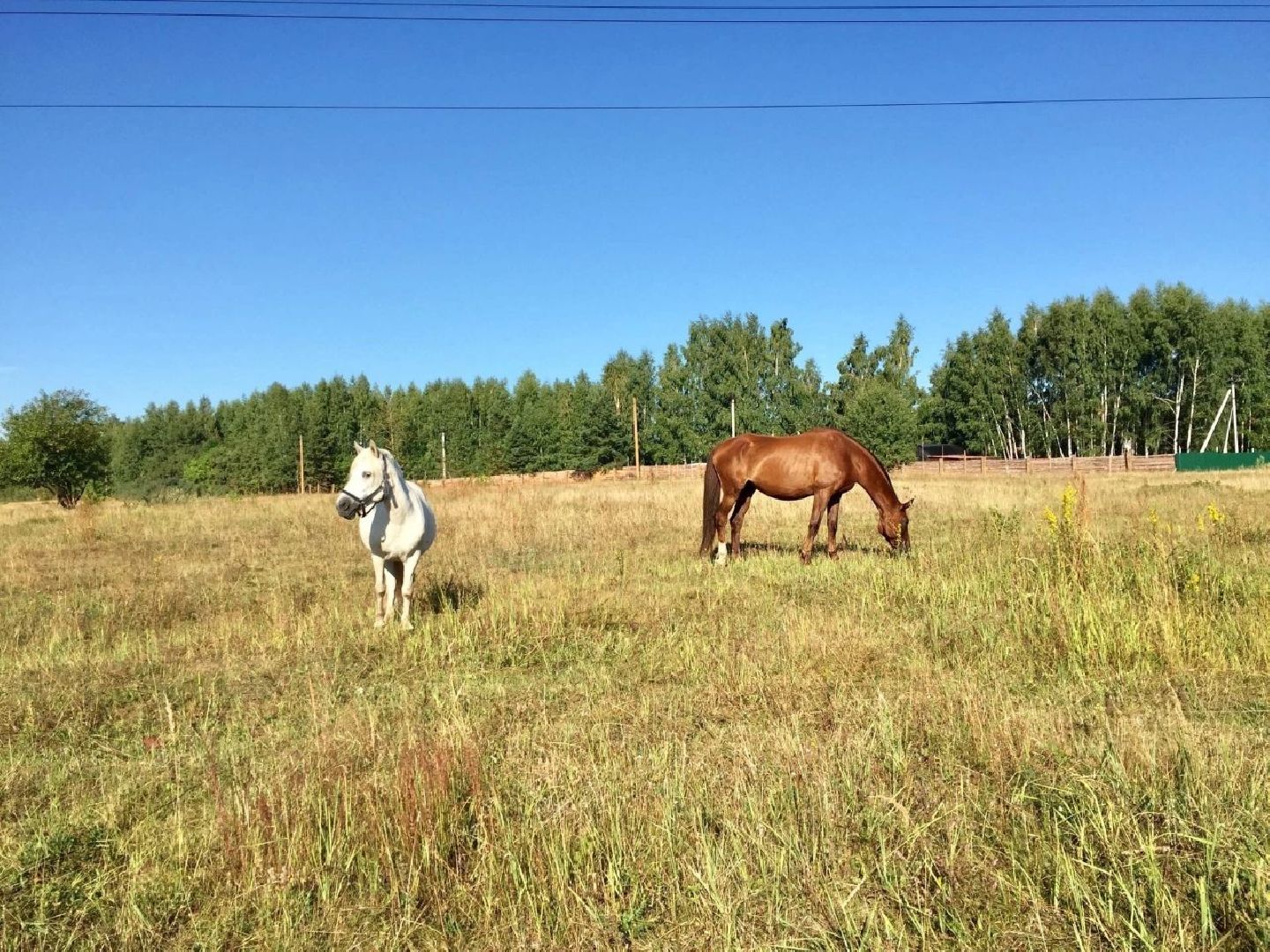 Воскресенск, лошади, животные